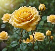 AI generated Beautiful yellow rose blooming in the garden. Nature background. photo