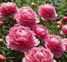 AI generated Beautiful peony flowers in the garden on a sunny summer day photo