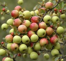 ai generado rojo y verde manzanas en un rama de un manzana árbol en otoño foto