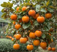 AI generated Ripe oranges on the tree in the garden. Shallow depth of field. photo