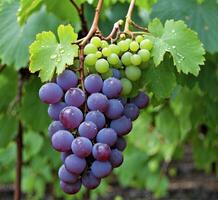 AI generated Grapes with leaves on wooden background. Selective focus. photo