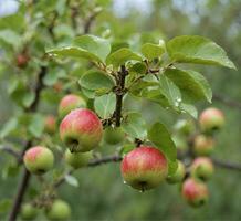 AI generated Ripe apples on a tree branch in an orchard in autumn photo