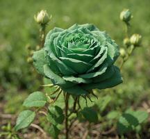 ai generado verde Rosa en un antecedentes de verde césped. superficial profundidad de campo. foto