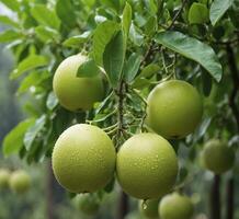 AI generated Green pears growing on a tree with water droplets on it photo