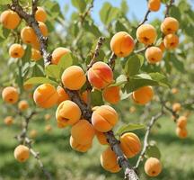 AI generated Ripe apricots on the tree in the orchard. photo