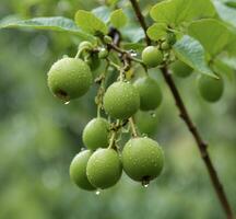 AI generated Green berries on a branch with drops of dew after the rain photo