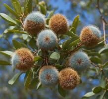 AI generated Eucalyptus seeds on a tree in the garden. photo