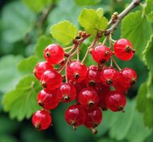 AI generated Red currant berries with water drops on green leaves background, closeup photo