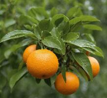 AI generated Ripe oranges on the tree in the garden. Shallow depth of field. photo