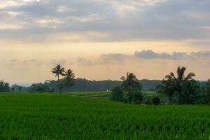 the beauty of the foggy morning panorama with sunrise and rice fields in Bengkulu photo