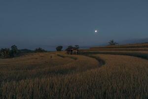 the beauty of the foggy morning panorama with sunrise and rice fields in Bengkulu photo