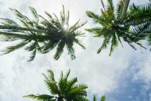 beautiful morning view from Indonesia of mountains and tropical forest photo