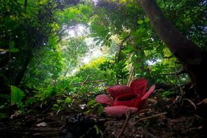 Indonesian morning view in a tropical forest with beautiful Bengkulu rafflesia flowers blooming photo