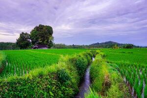 beautiful morning view from Indonesia of mountains and tropical forest photo