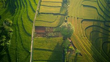el belleza de el brumoso Mañana panorama con amanecer y arroz campos en bengkulu foto