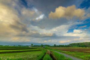 the beauty of the foggy morning panorama with sunrise and rice fields in Bengkulu photo