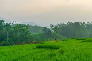 Beautiful morning view indonesia. Panorama Landscape paddy fields with beauty color and sky natural light photo