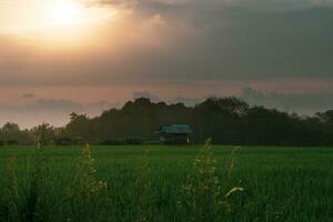 hermosa Mañana ver Indonesia. panorama paisaje arrozal campos con belleza color y cielo natural ligero foto