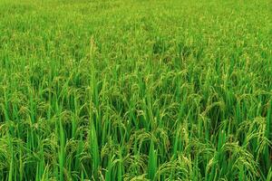 Beautiful morning view indonesia. Panorama Landscape paddy fields with beauty color and sky natural light photo