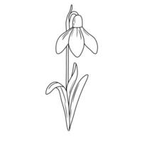 January birth month flower snowdrop line art vector illustration. Hand drawn black ink sketch isolated on white. Outline floral doodle