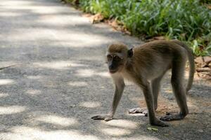 Monkey Stands on Roadside with Four Legs photo