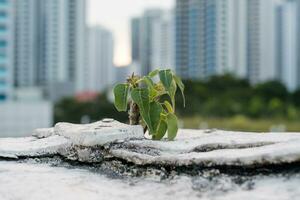 Young Sapling Growing on Concrete photo