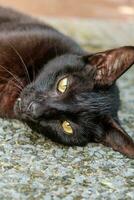 Yellow-Eyed Black Cat Posing photo