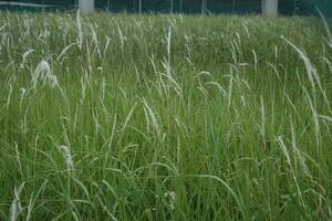 White Grass Flowers Imperata Cylindrinca Swaying Gracefully photo