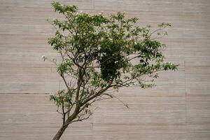 White Flowers on Slanted Tree Against Wooden Background photo