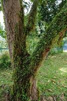 verde hojas creciente en árbol foto