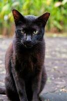 Black Cat Stares From Pavement photo