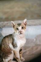 Cat with Green Eyes Posing photo