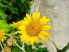 hermosa girasol en un soleado día con un natural antecedentes. selectivo atención foto