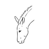 dibujo vectorial de burro vector