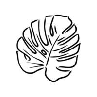 monstera leaf vector sketch