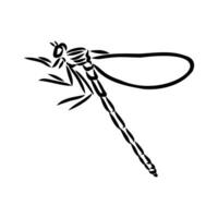 dragonfly vector sketch