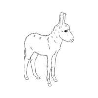 dibujo vectorial de burro vector