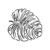 monstera leaf vector sketch