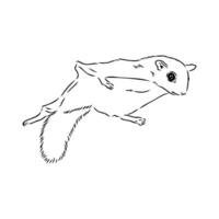 flying squirrel vector sketch