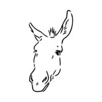 dibujo vectorial de burro vector