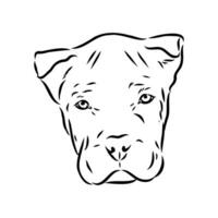 cane corso dog vector sketch