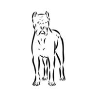 cane corso dog vector sketch