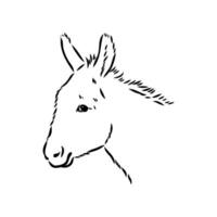 dibujo vectorial de burro vector