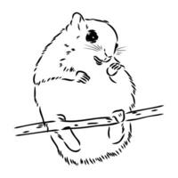 flying squirrel vector sketch