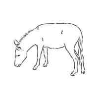 dibujo vectorial de burro vector