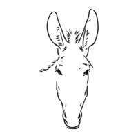 dibujo vectorial de burro vector