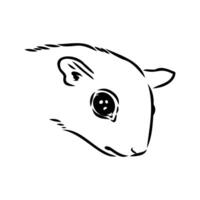 flying squirrel vector sketch