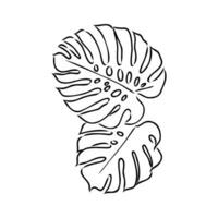 monstera leaf vector sketch