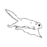 flying squirrel vector sketch