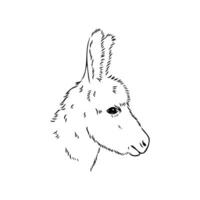 donkey vector sketch